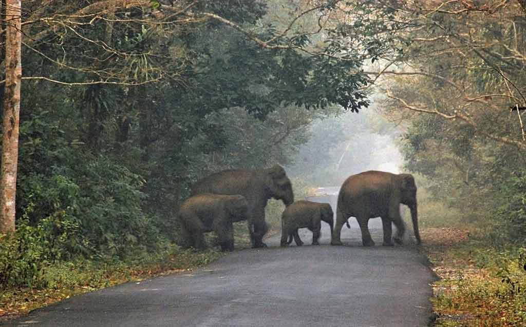 Dooars : Duar of Mystery of Forest of West Bengal