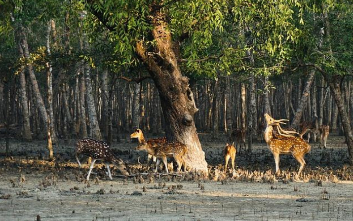 SUNDARBAN: HOME OF ROYAL BENGAL TIGER